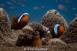 Guardin their eggs on a bottle... Olympus PM1 Inon S2000 by Roar Saethre 